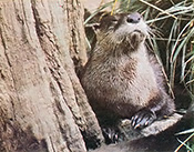Animals that make their homes near creeks or rivers, such as the otter, move their young to higher ground before the onset of heavy rains.